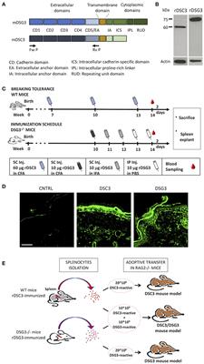 Development of a Desmocollin-3 Active Mouse Model Recapitulating Human Atypical Pemphigus